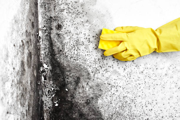 Best Professional Mold Removal  in North Prairie, WI