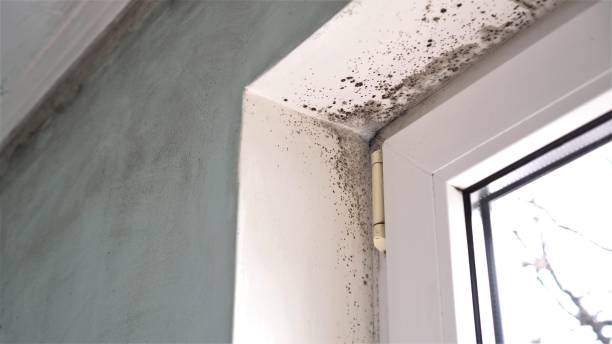 Best Black Mold Removal  in North Prairie, WI