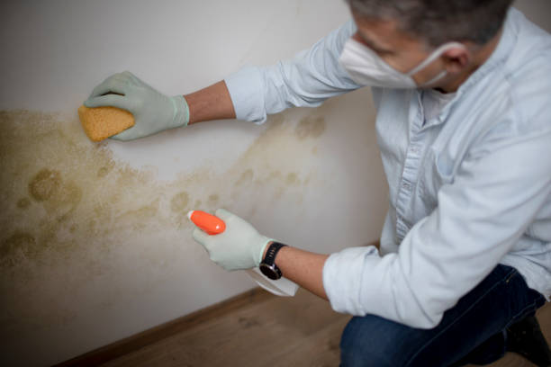 Best Residential Mold Removal  in North Prairie, WI