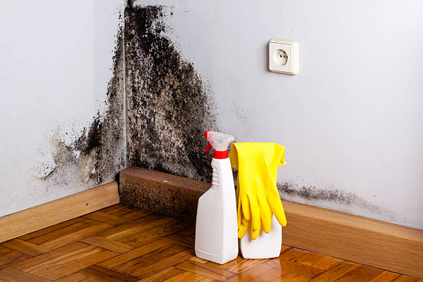 Best Toxic Mold Removal  in North Prairie, WI